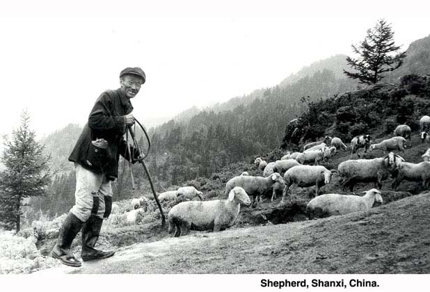 shepherd